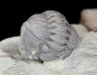 Enrolled Flexicalymene Trilobite With Gastropod #15571-1